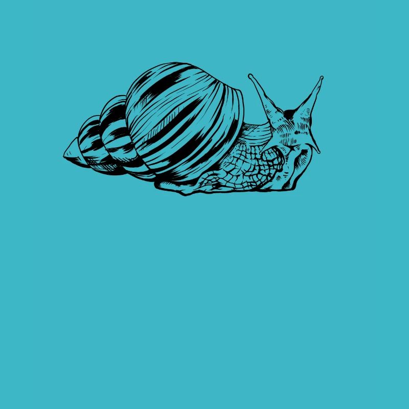 Drawing of an agate snail - snails