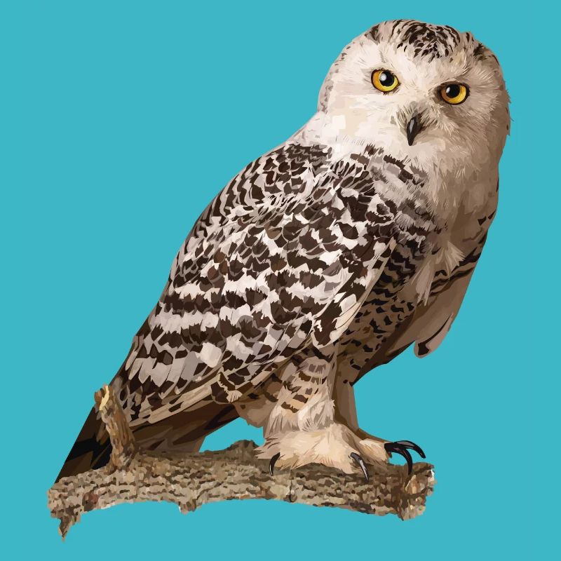Snowy owl