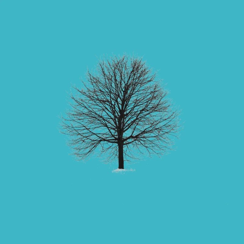 Baum