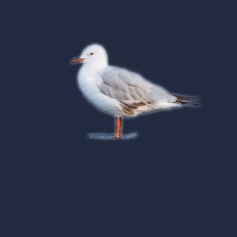 gull