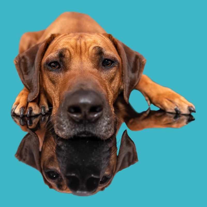 Rhodesian Ridgeback Photo - Image miroir