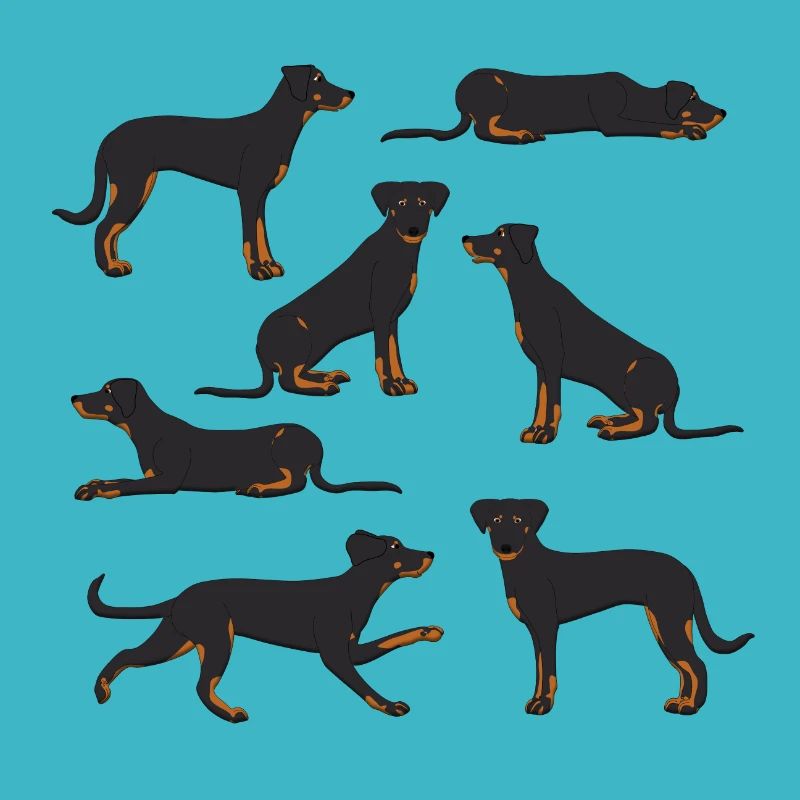 Beauceron Sélection