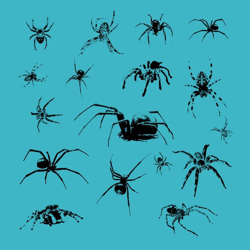 Spiders