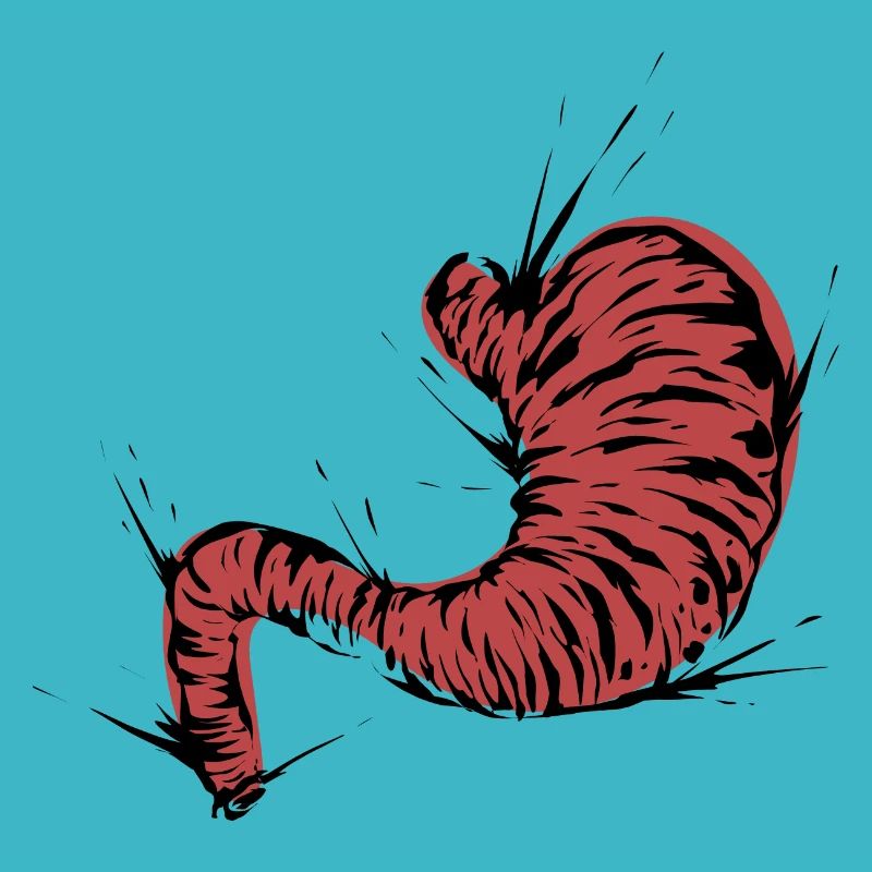 Stomach