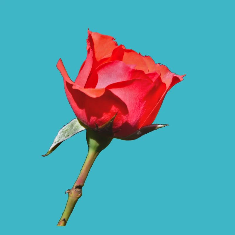 Eine einzelne Rose