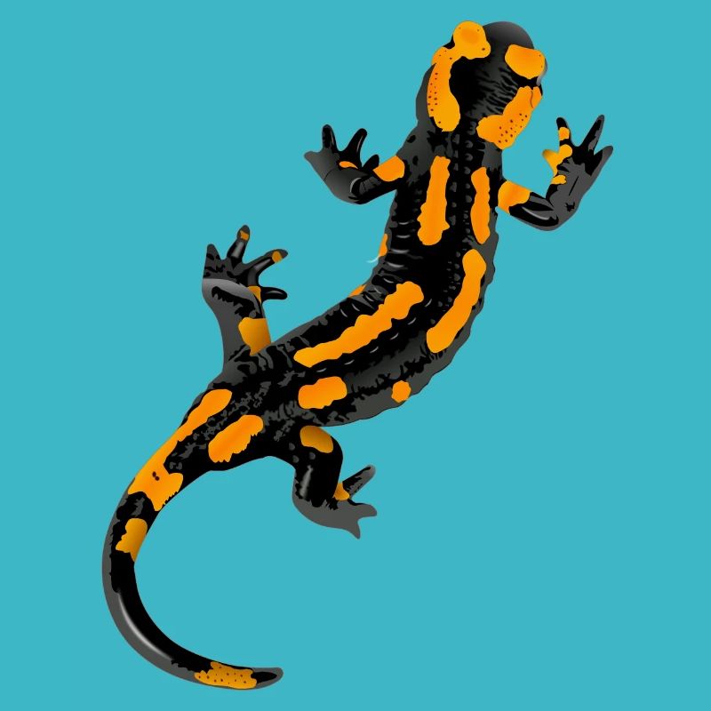 Salamander - Feuersalamander