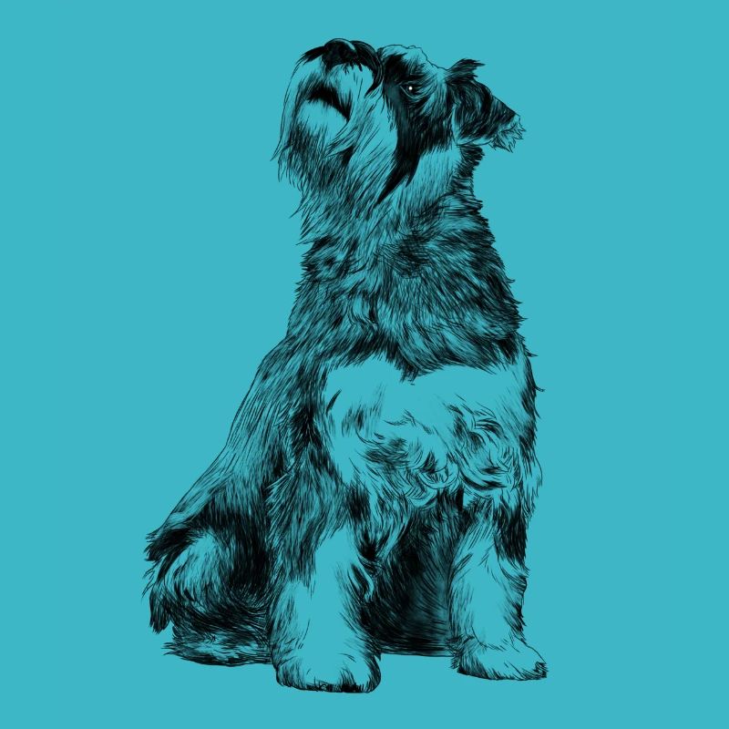 Sitzender Schnauzer Hund