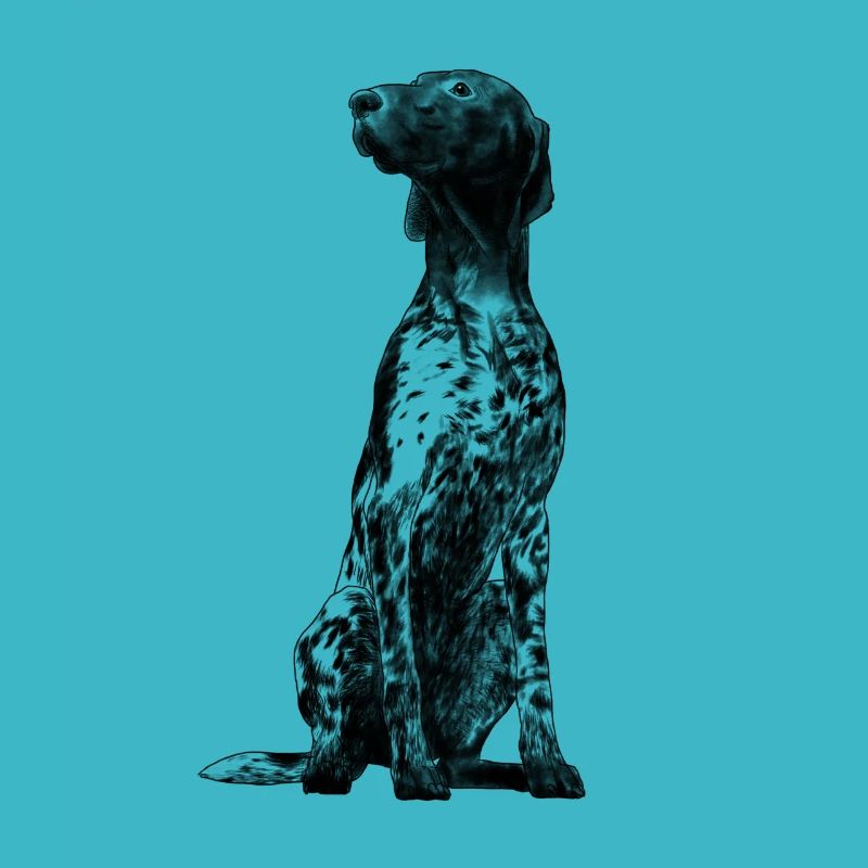 Sitting German Shorthaired Pointer Dog