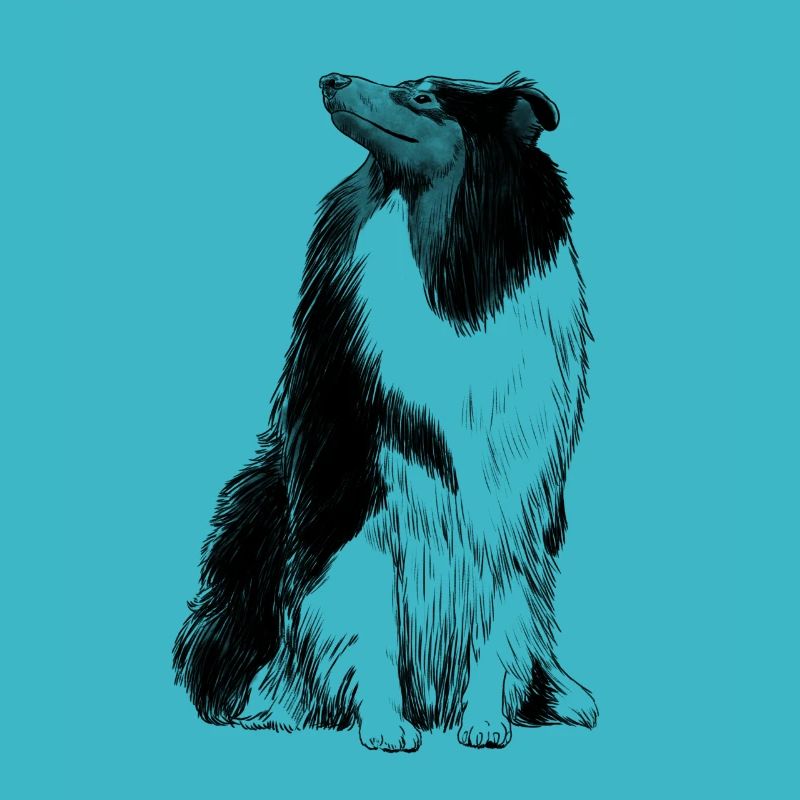 Collier de cheveux longs Collie chien