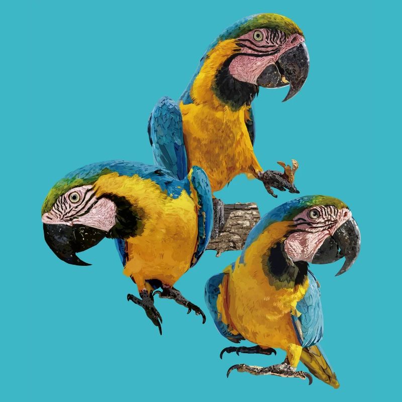 L’ara bleu et jaune