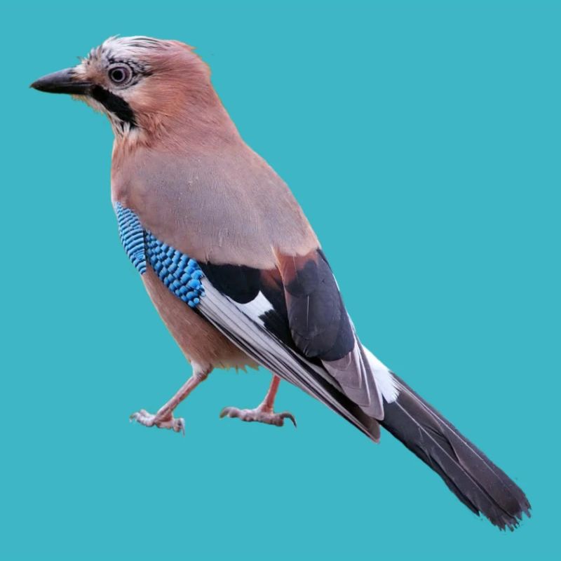 jay am431