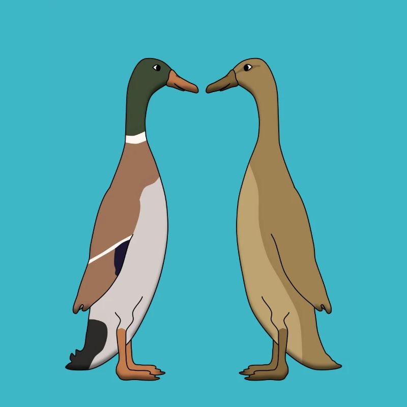 Canard