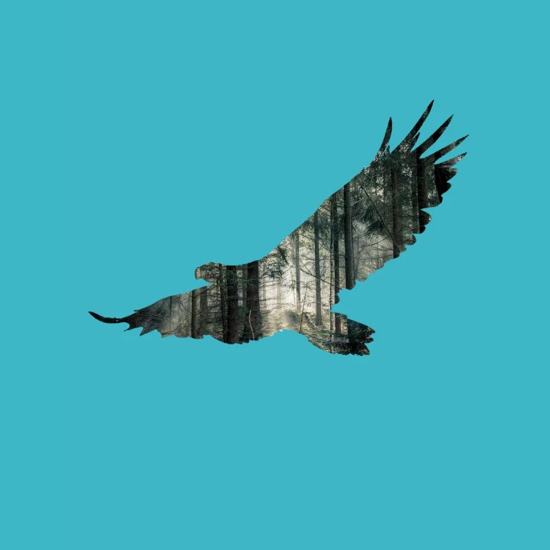 Aigle nature