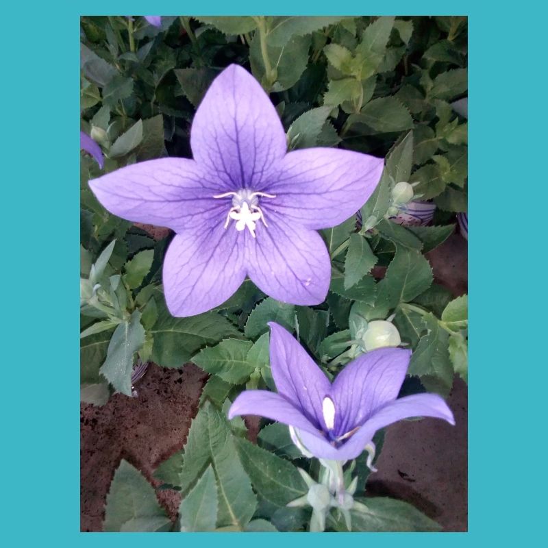 Fleur pourpre