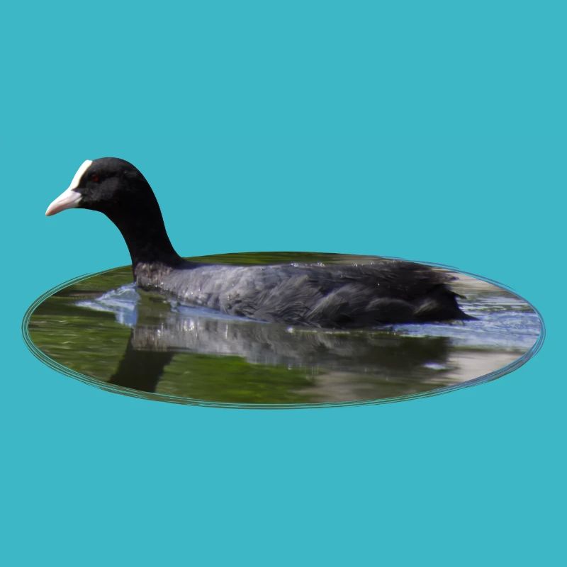 Blässhuhn