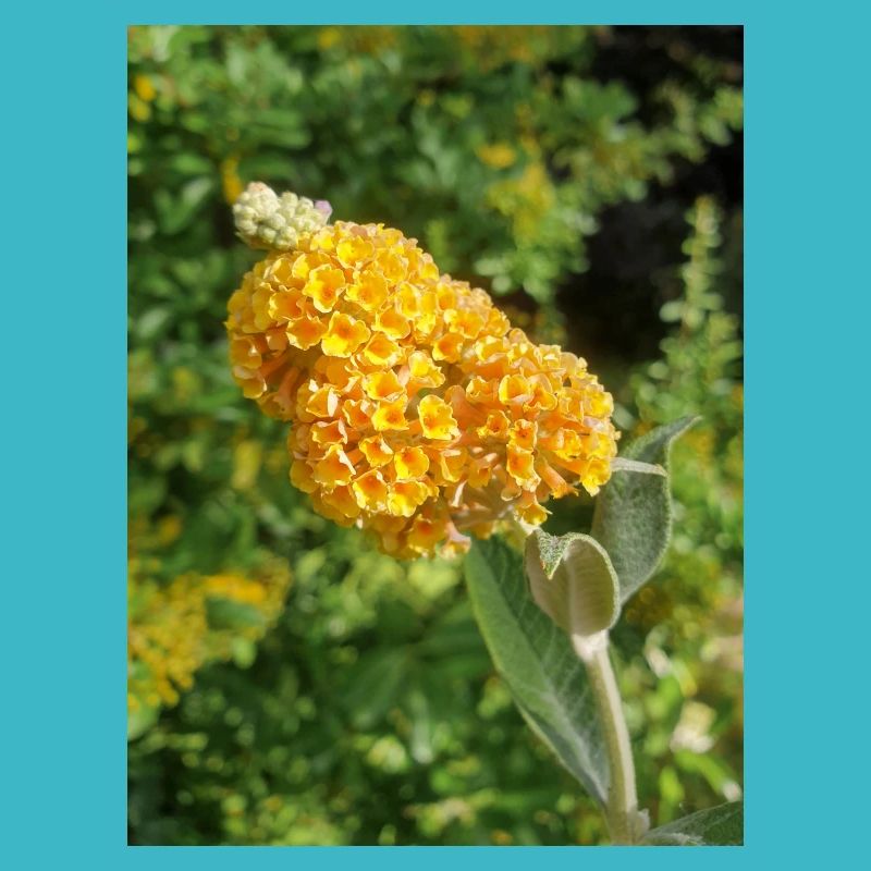 buddleia, buisson de papillons ou lilas d’été 'Sungold'