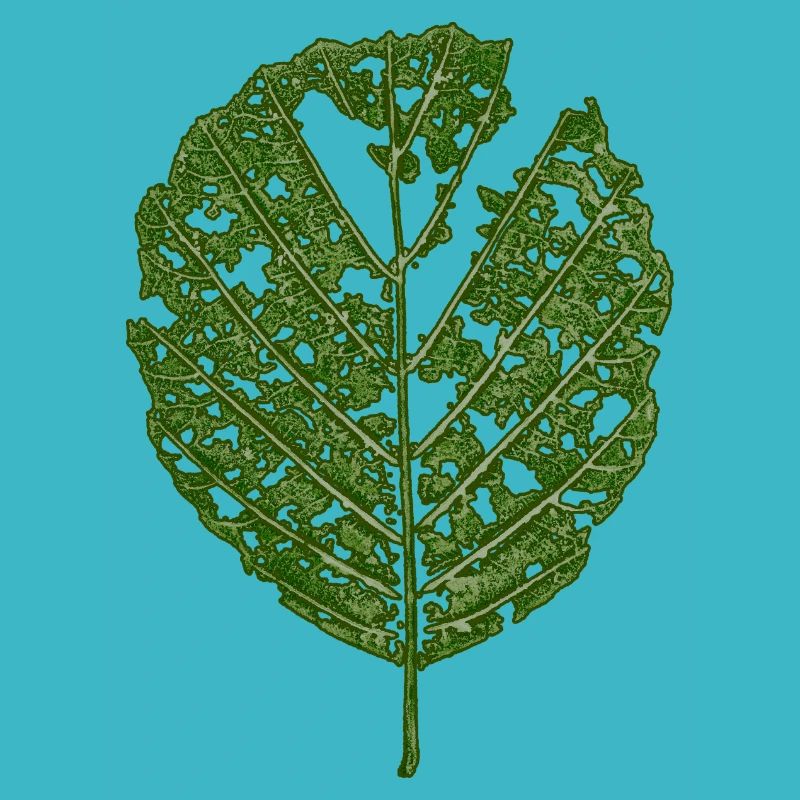 Leaf Alder / BOTANIC Nature & Tree