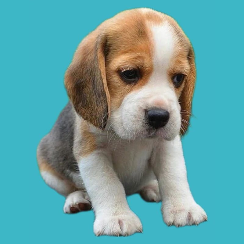Beagle