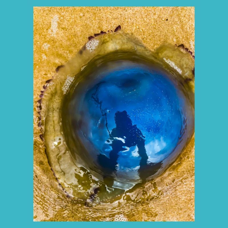 Méduse bleue avec Reflet sur Le Sable "Moi et mon Yelly