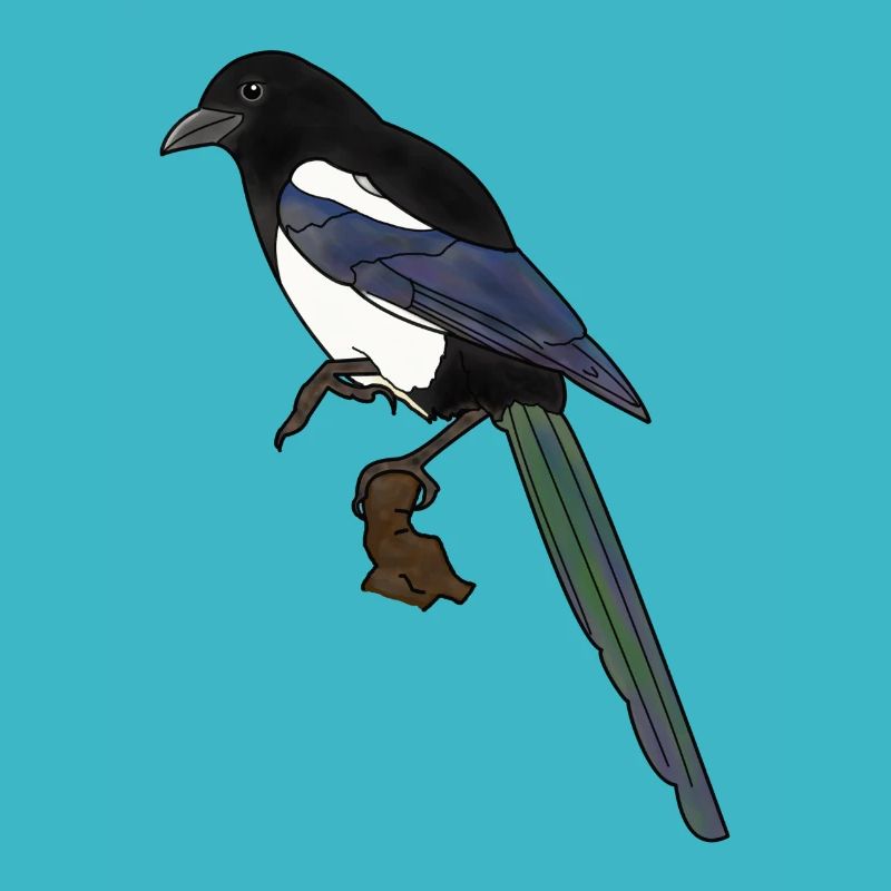 Magpie, raven, bird