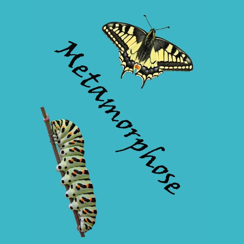 Schwalbenschwanz mit Raupe, Metamorphose