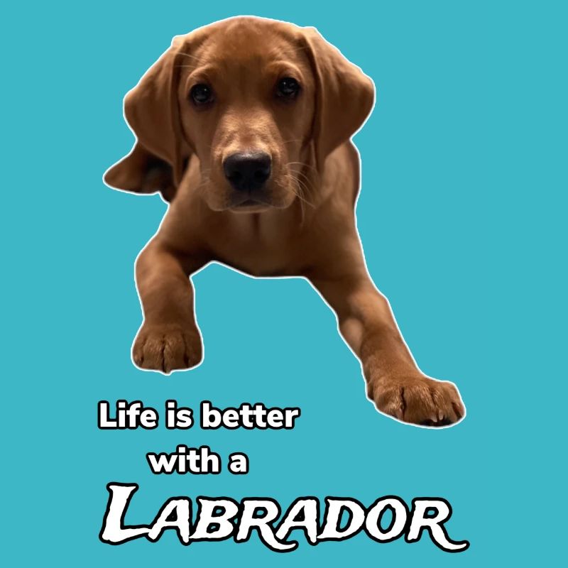 Das Leben ist besser mit einem Labrador