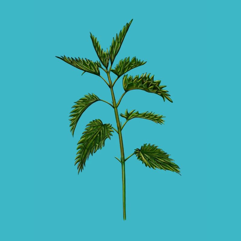 nettle