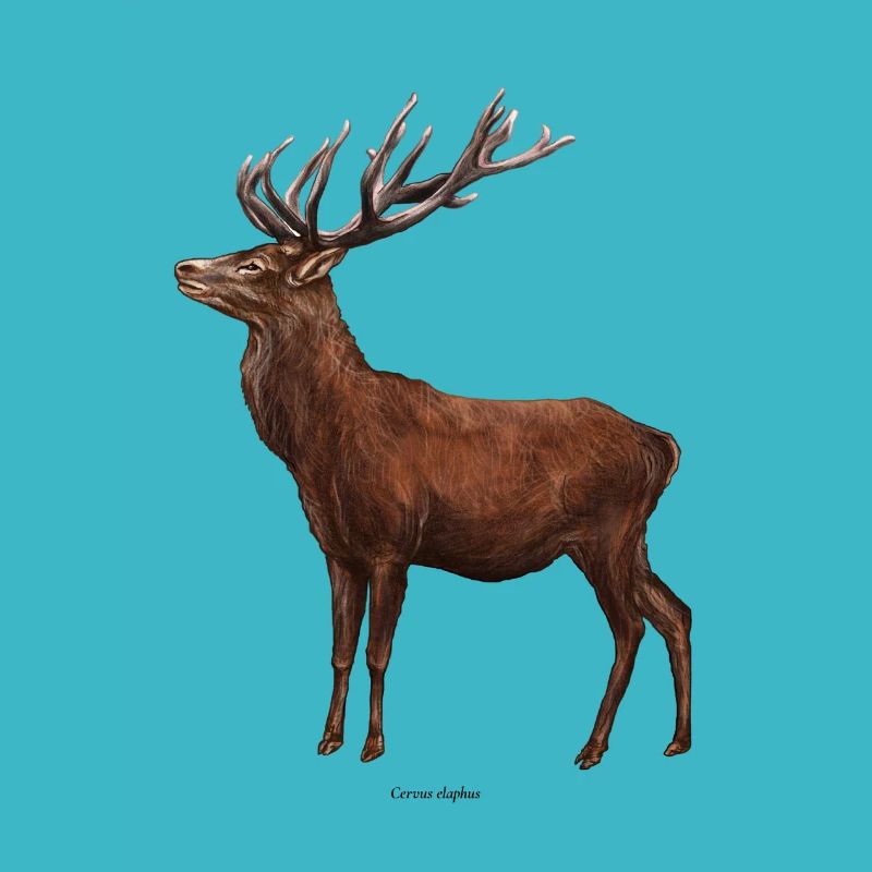 Cerf