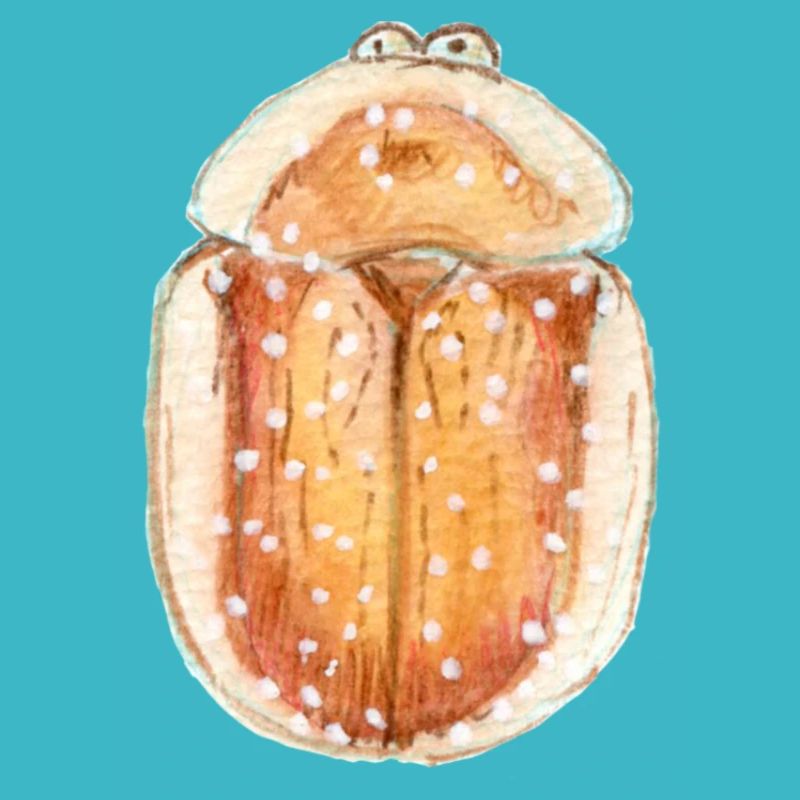 Star-shaped tortoiseshell beetle