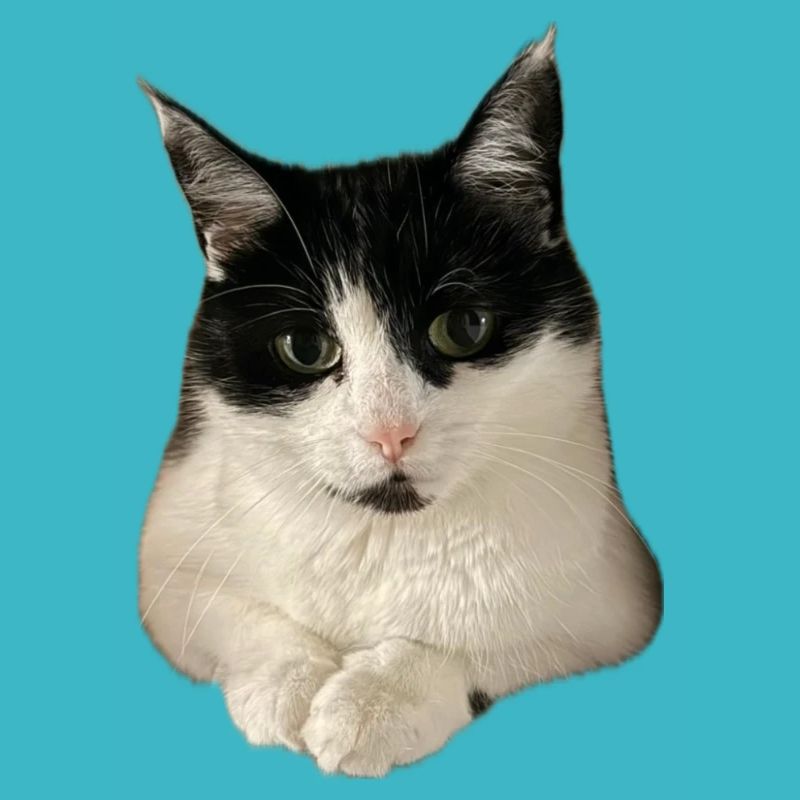 super cute Kitty Cat