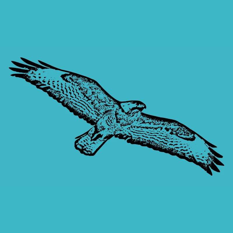 Raubvogel Bussard Buzzard Bird