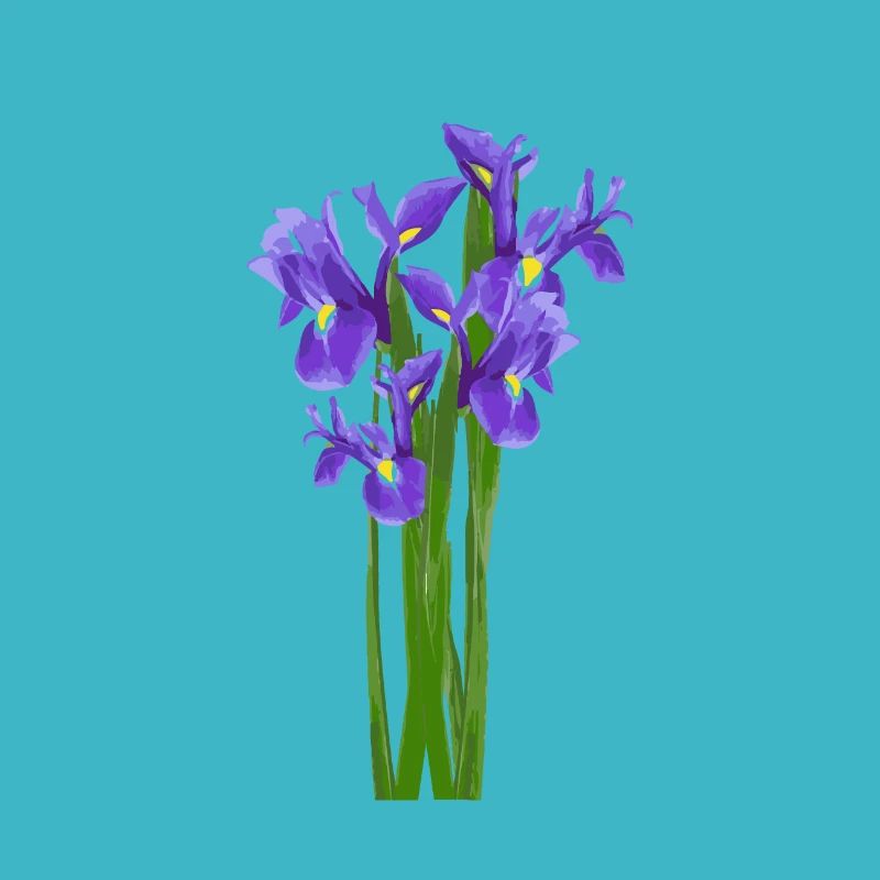 Flowers Spring Iris Iris - Gift Idea