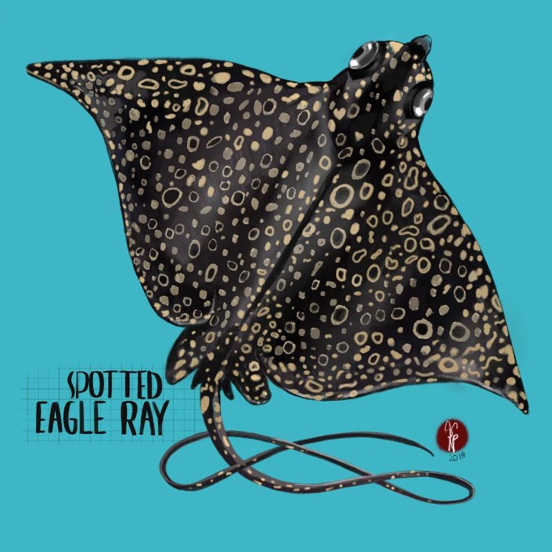 Eagle rays
