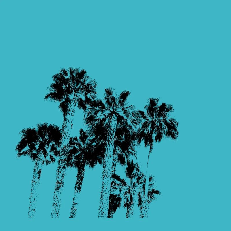 palms palmen strand
