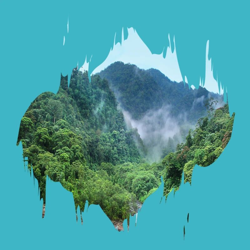 Forêt vierge Amazonie tache de couleur cadeau