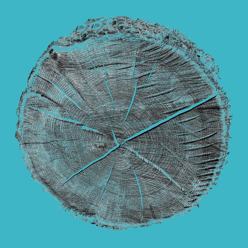 Tree Slice - Nature - Love the Forest