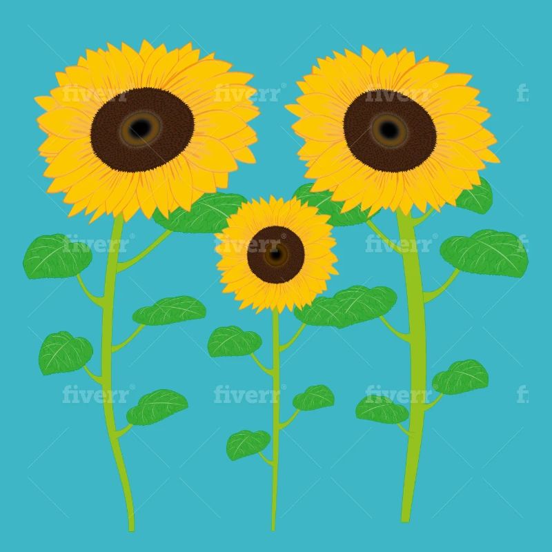 Sonnenblumen-Sammlung