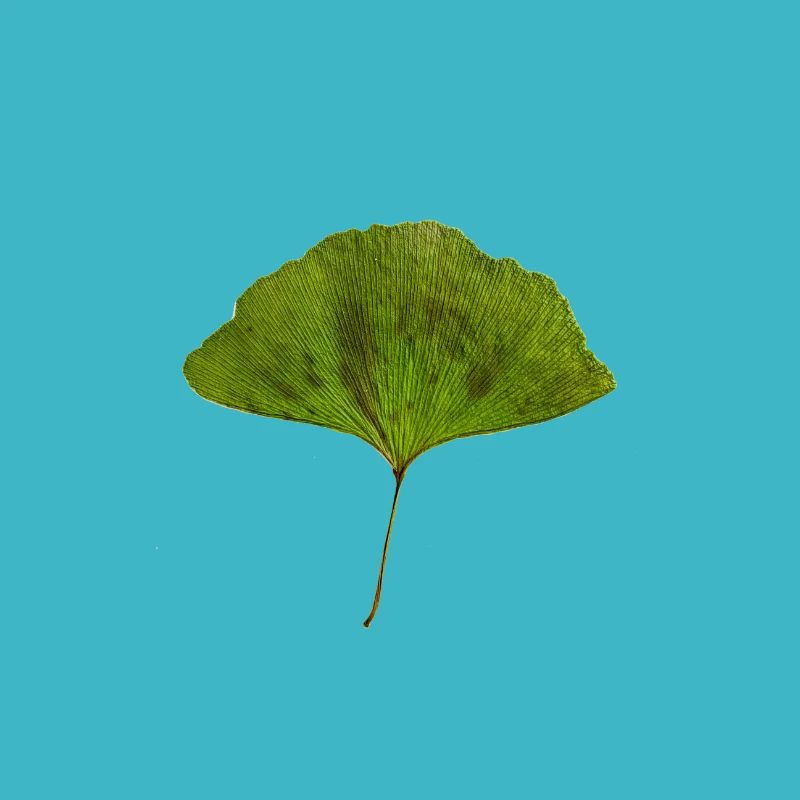Ginko farbe