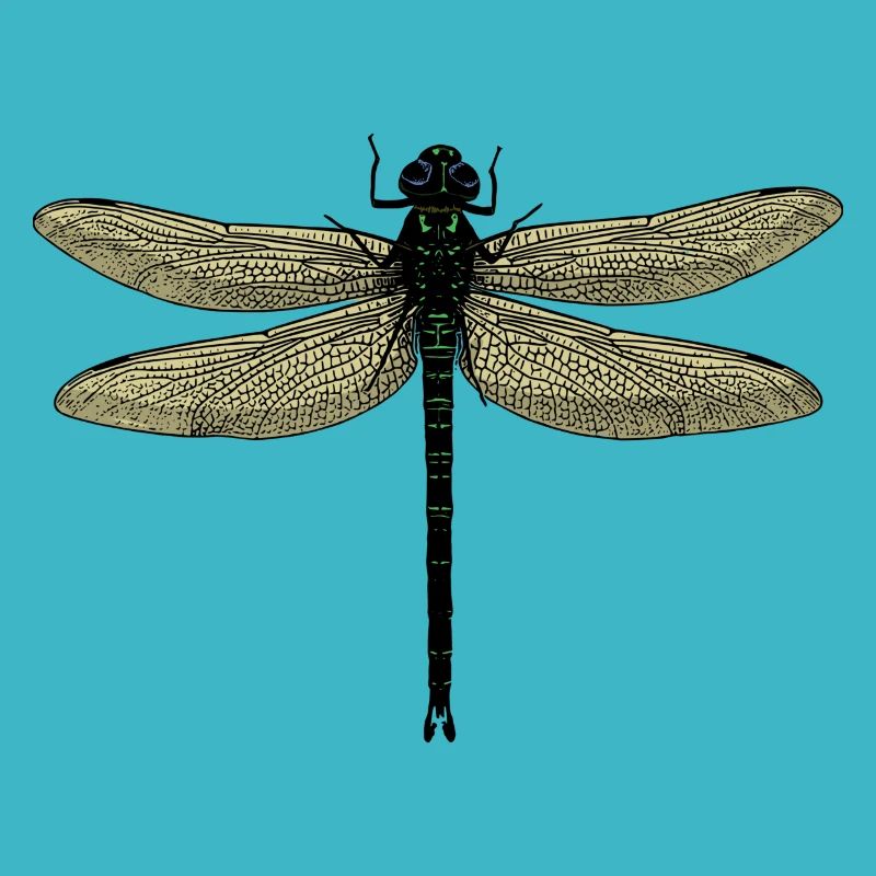 Eine Libelle - Dragonfly