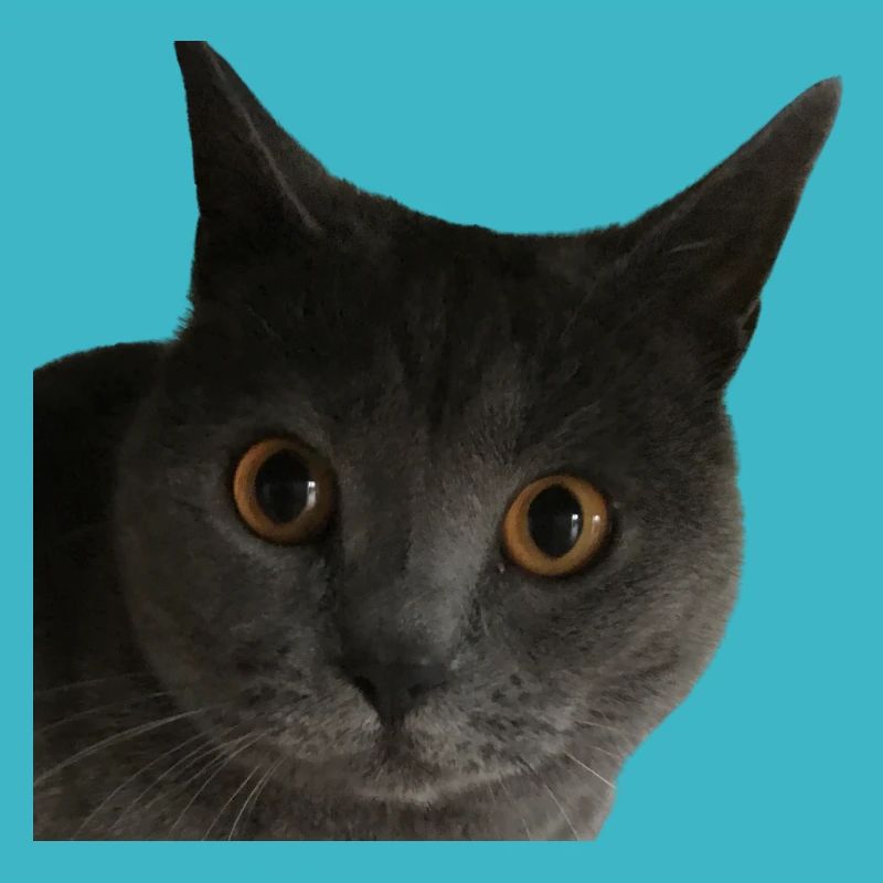 chat gros plan