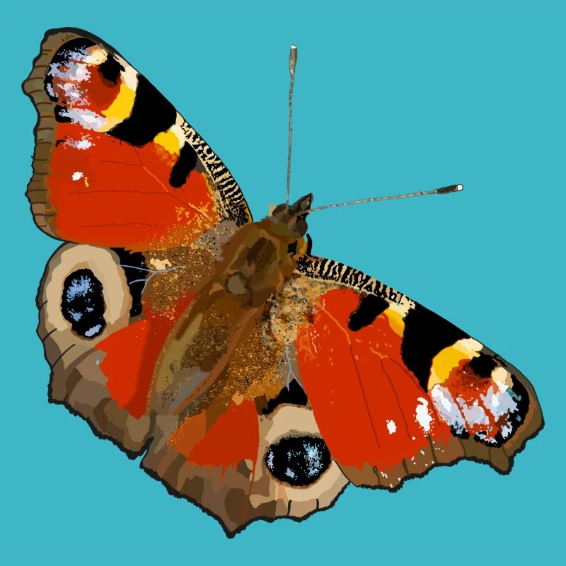 Peacock butterfly