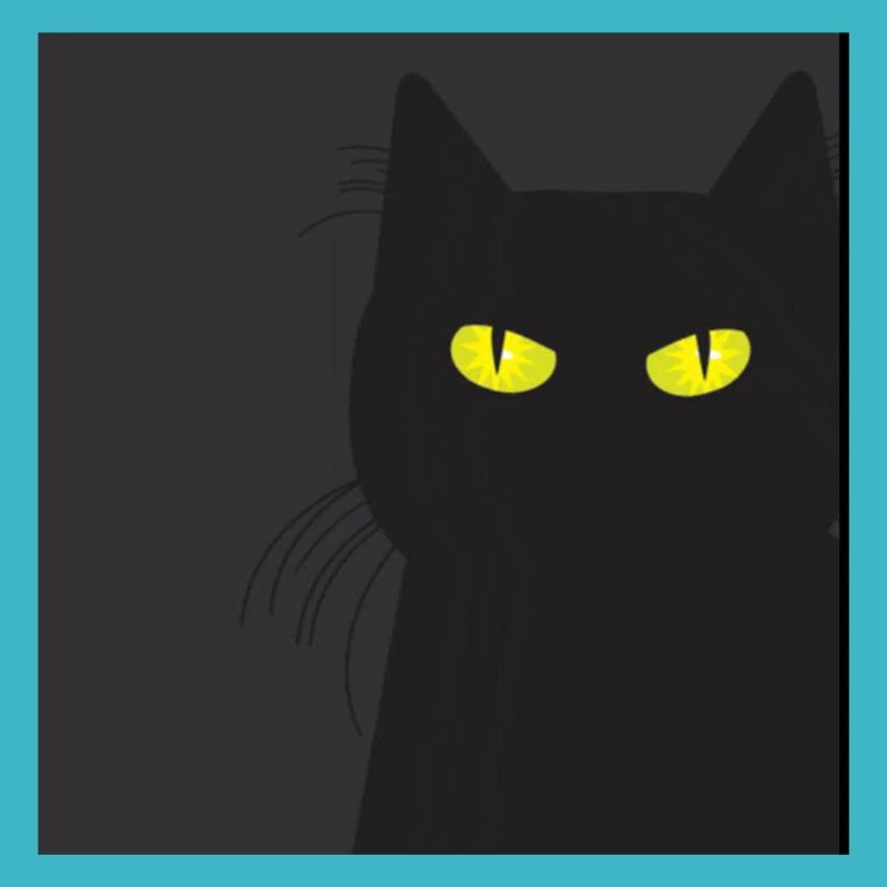 BLACK CAT VOUS REGARDE. Chat qui vous regarde !!