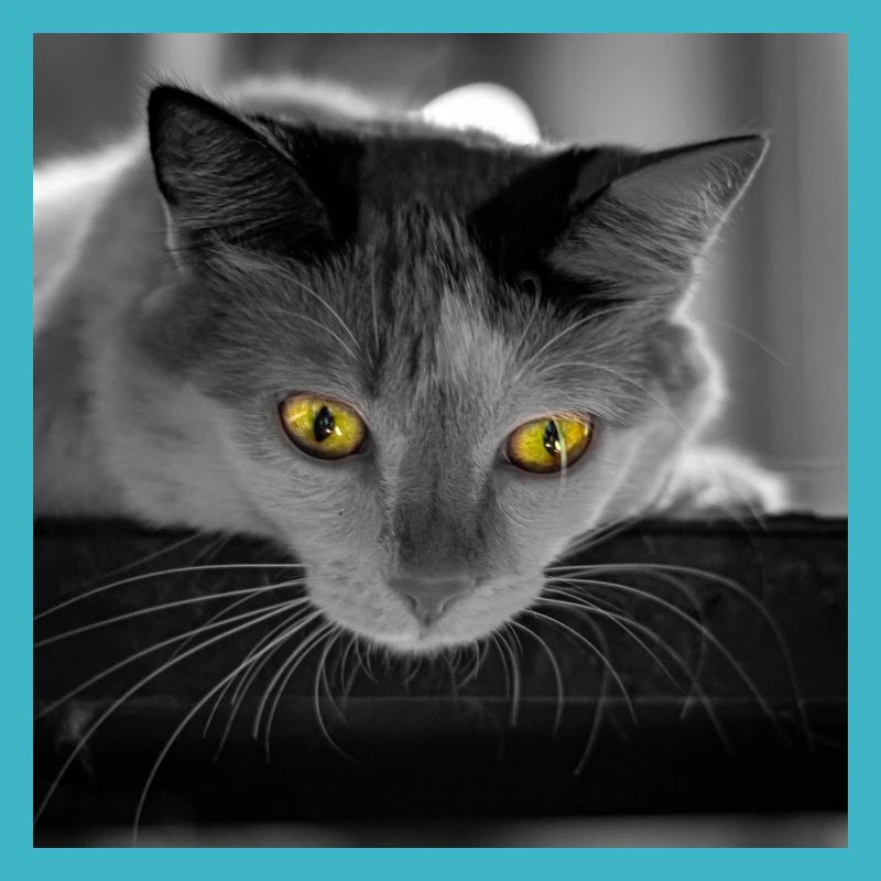 le chat