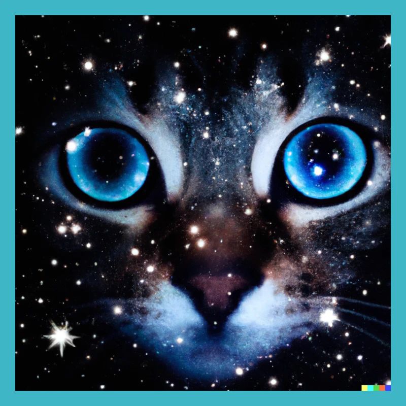 chat aux grands yeux