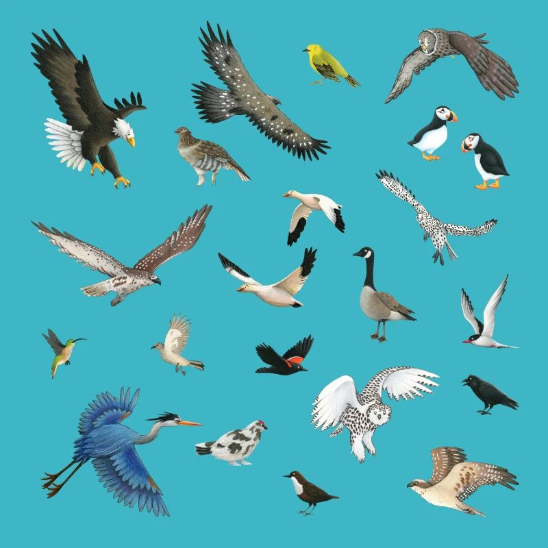 Oiseaux du Canada