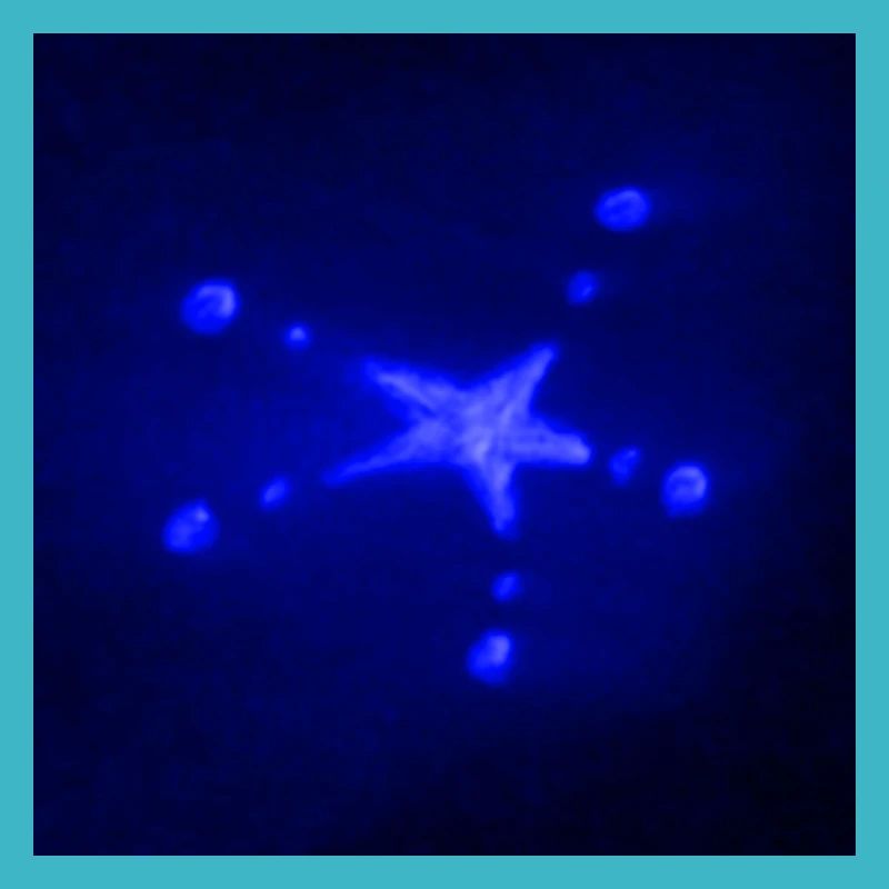 ELECTRIC BLUE STAR