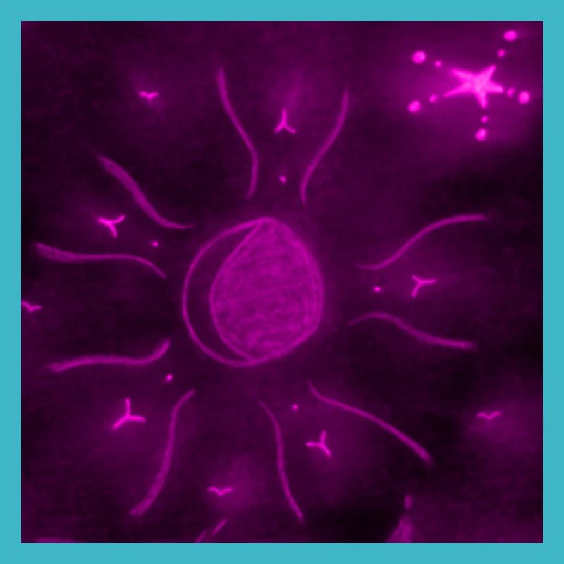 LUNE ÉTOILÉE POURPRE