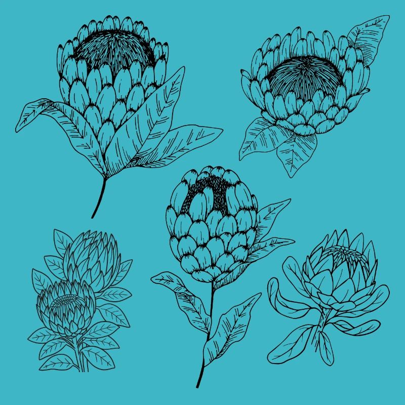 Protea flower group