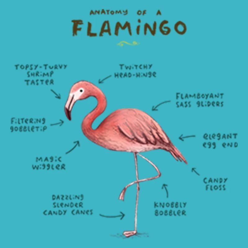 Anatomie eines Flamingos