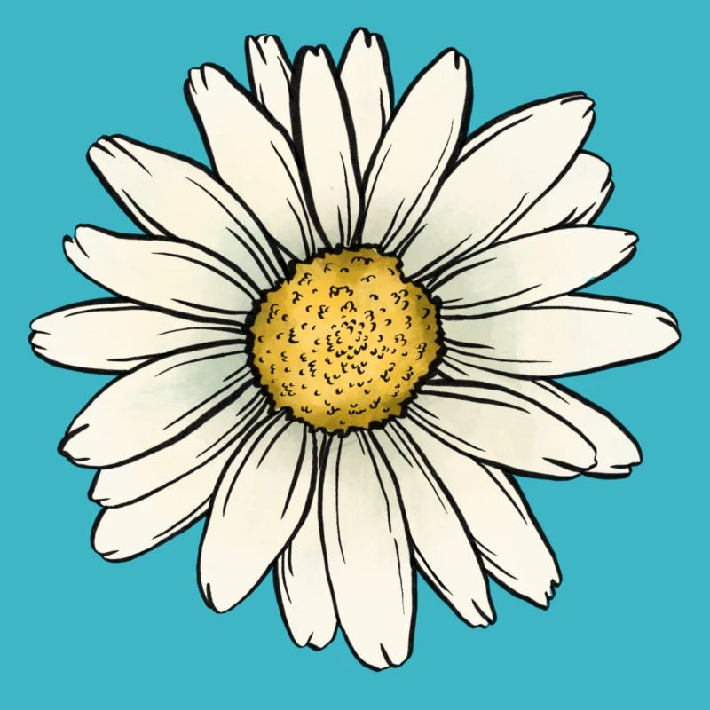Gänseblümchen